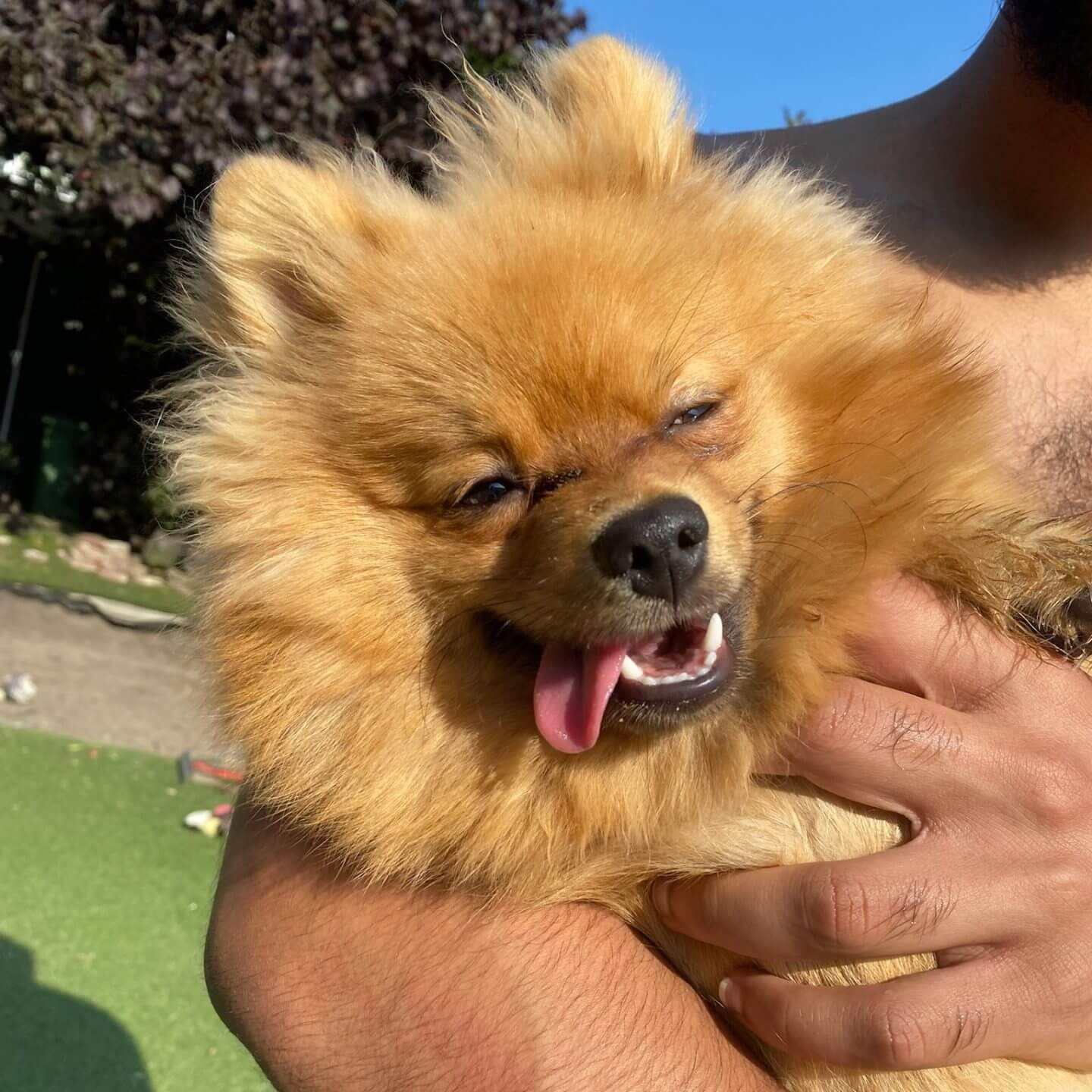 photo of nugget